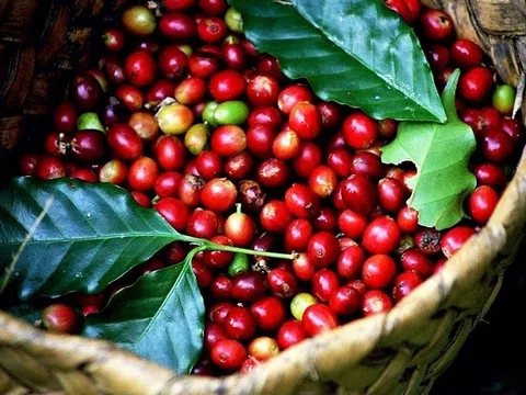 Giá cà phê hôm nay 1/9/2025: Trong nước đi ngang, cà phê thế giới biến động trái chiều