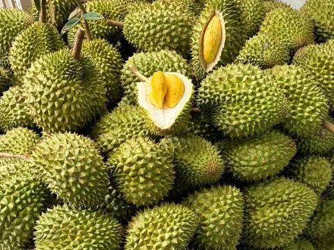Giá sầu riêng hôm nay 1/9/2025: Sầu Thái loại A có giá 80.000 – 88.000 đồng/kg