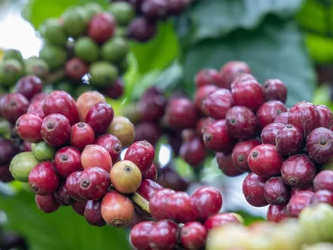 Giá cà phê hôm nay 3/9/2025: Quay đầu giảm, cao nhất 121.500 đồng/kg