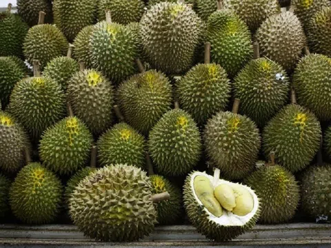 Giá sầu riêng hôm nay 4/9/2025: Đồng Nai, Bình Phước, Tây Ninh tăng