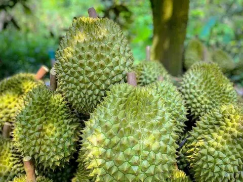 Giá sầu riêng hôm nay 7/9/2025: Thị trường không ổn định