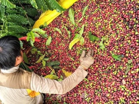 Giá cà phê hôm nay 8/9/2025: Trong nước đi ngang, thế giới tiếp tục giảm