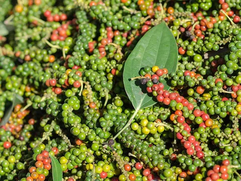 Giá tiêu hôm nay 8/9/2025: Cao nhất ở mức 152.000 đ/kg