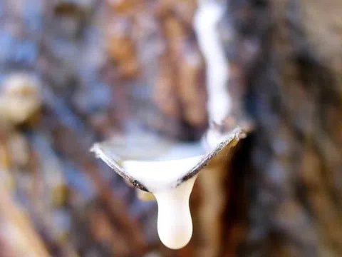 Giá cao su hôm nay 9/9/2025: Biến động trái chiều trên các sàn giao dịch