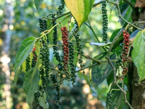 Giá tiêu hôm nay 9/9/2025: Cao nhất 152.000 đồng/kg