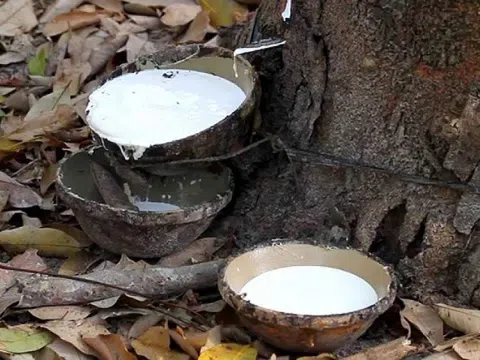 Giá cao su hôm nay 11/9/2025: Các sàn giao dịch chủ chốt châu Á đồng loạt giảm