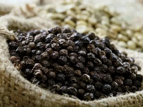 Giá tiêu hôm nay 11/9/2025: Giảm nhẹ trong nước, Brazil đẩy mạnh xuất khẩu