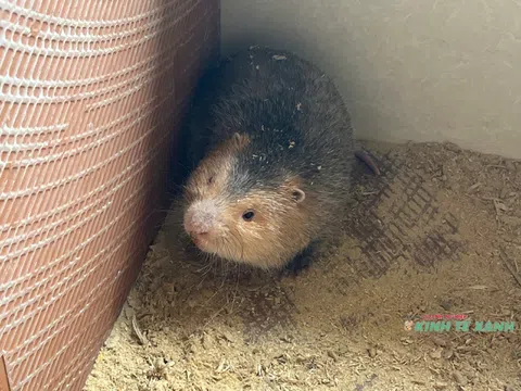 Làm giàu từ nuôi động vật hoang dã: Cơ hội lớn, thách thức không nhỏ