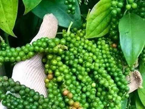 Giá tiêu hôm nay 16/9/2025: Nội địa đi ngang, Việt Nam củng cố ngôi vương tại thị trường Mỹ