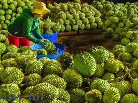 Giá sầu riêng hôm nay 17/9/2025: Sầu riêng Thái khu vực Đắk Lắk lên giá