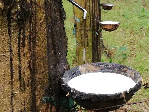 Giá cao su hôm nay 18/9/2025: Giá cao su trên các sàn giao dịch châu Á đồng loạt tăng