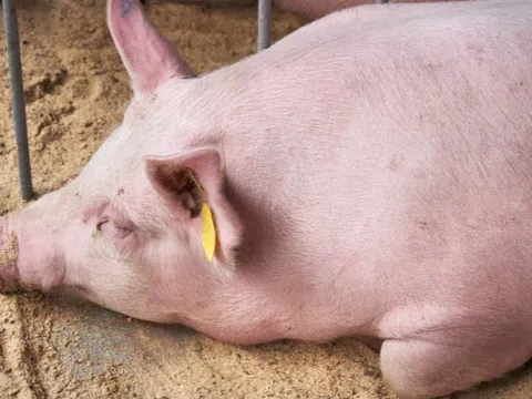 Giá heo hơi hôm nay 18/9/2025: Giá tiếp tục giảm