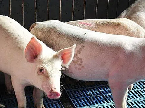 Giá heo hơi hôm nay 19/9/2025: Miền Bắc và miền Nam giảm nhẹ, miền Trung – Tây Nguyên ổn định