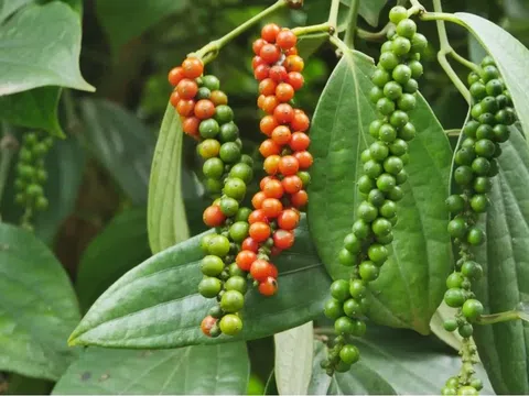 Giá tiêu hôm nay 19/9/2025: Thị trường ổn định