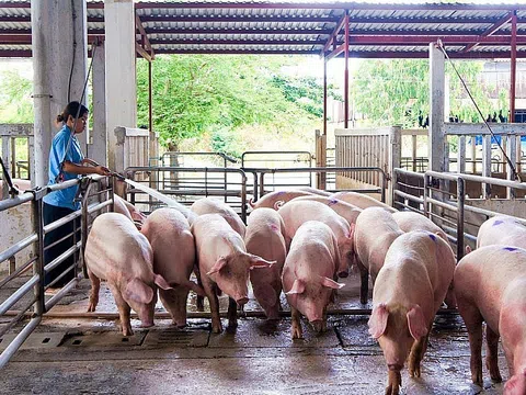 Giá heo hơi hôm nay 21/9/2025: Thị trường quay đầu, heo hơi tại nhiều địa phương về dưới 60.000 đồng/kg trong tuần qua