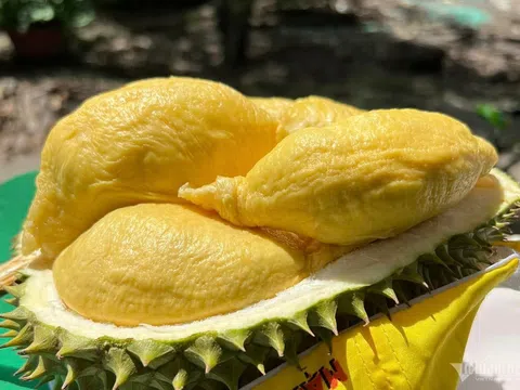 Giá sầu riêng hôm nay 21/9/2025: Tăng mạnh toàn quốc, nhiều nơi chạm đỉnh đầu vụ