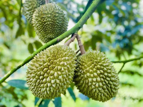 Giá sầu riêng hôm nay 22/9/2025: Nhiều nơi tăng giá, Ri6 và Musang King ổn định