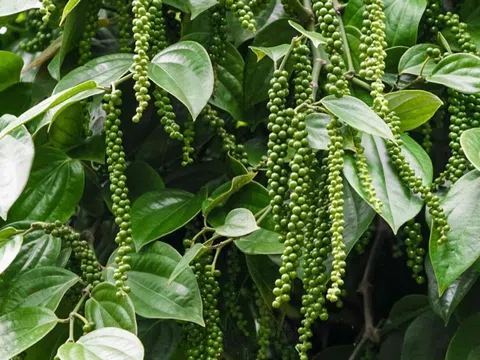 Giá tiêu hôm nay 22/9/2025: Giữ giá ở mức cao, thị trường tiếp tục thuận lợi