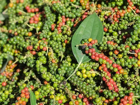 Giá tiêu hôm nay 25/9/2025: Tăng rải rác