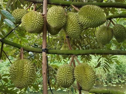 Giá sầu riêng hôm nay 29/9/2025: Thị trường trong nước và xuất khẩu đều tăng