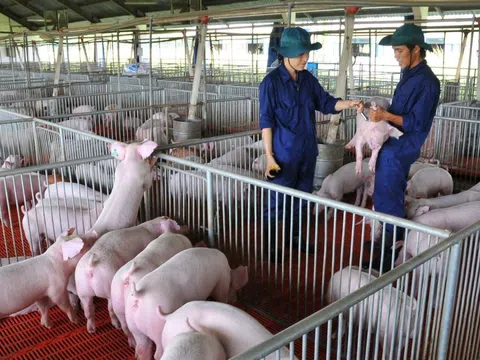 Cuộc đua mở rộng mô hình chăn nuôi khép kín của các “ông lớn” Dabaco, BAF, Hòa Phát, Thaco Agri