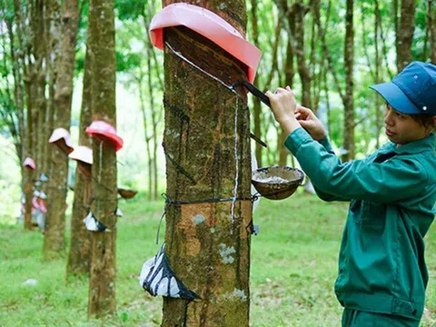 Giá cao su hôm nay 1/10/2025: Nhật Bản giảm trước áp lực giá dầu và dữ liệu kinh tế Trung Quốc