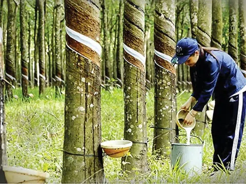 Giá cao su hôm nay 2/10/2025: Giá cao su thế giới đồng loạt giảm, trong nước đi ngang