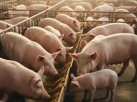 Giá heo hơi hôm nay 4/10/2025: Miền Trung – Tây Nguyên giảm mạnh, có nơi chỉ còn 51.000 đồng/kg