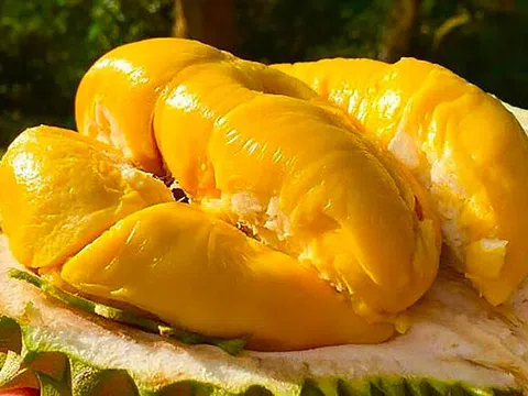 Giá sầu riêng hôm nay 4/10/2025: Sầu riêng Ri6 miền Tây có giá lên đến 80.000 đồng/kg