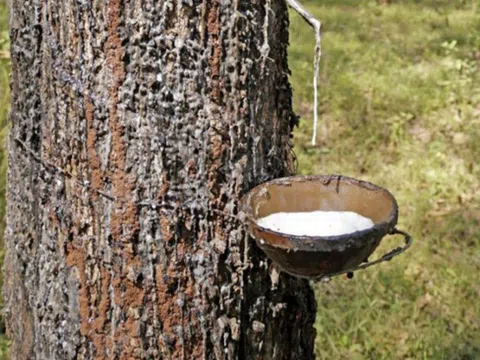 Giá cao su hôm nay 5/10/2025: Thị trường bước vào giai đoạn điều chỉnh