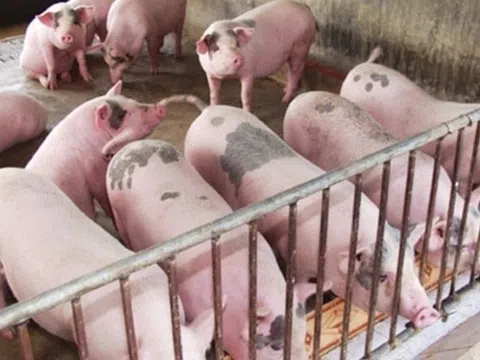 Giá heo hơi hôm nay 6/10/2025: Hưng Yên, Hải Phòng, Ninh Bình cùng giảm về mức 54.000 đồng/kg