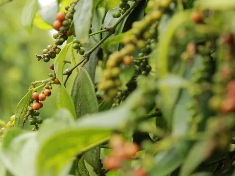 Giá tiêu hôm nay 7/10/2025: Hồ tiêu bất ngờ tăng giá