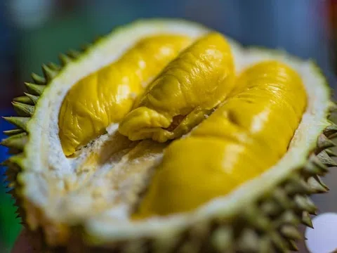 Giá sầu riêng hôm nay 8/10/2025: Musang King có giá 140.000 đồng/kg