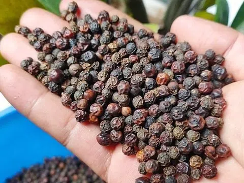 Giá tiêu hôm nay 8/10/2025: Tiêu trong nước đi ngang, tiêu đen xuất khẩu tăng giá