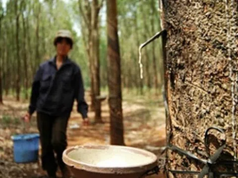 Giá cao su hôm nay 12/10/2025: Tuần này đồng loạt tăng
