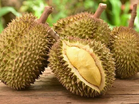 Giá sầu riêng hôm nay 13/10/2025: Sầu Thái VIP giữ đỉnh 120.000 đồng/kg