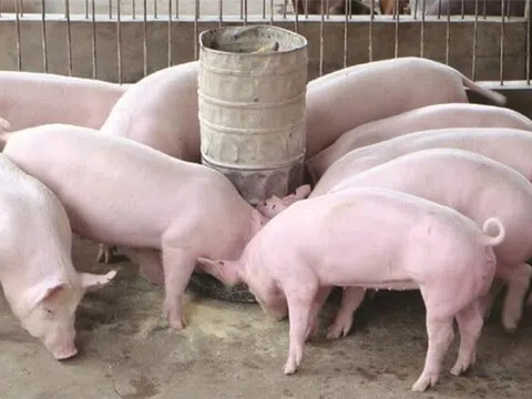 Giá heo hơi hôm nay 14/10/2025: Đà giảm chậm lại, Quảng Trị và Cà Mau giảm nhẹ 1.000 đồng/kg