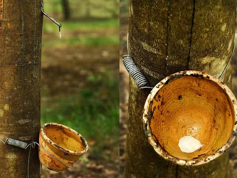 Giá cao su hôm nay 15/10/2025: Giảm tại các sàn giao dịch châu Á