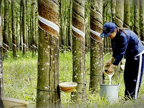 Giá cao su hôm nay 16/10/2025: Tăng trên sàn Tocom và SGX