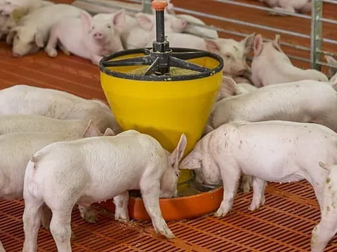 Giá heo hơi hôm nay 16/10/2025: Miền Bắc giảm nhẹ tại Hà Nội, miền Nam vẫn giữ đỉnh giá