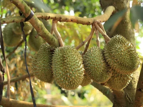 Giá sầu riêng hôm nay 16/10/2025: Thị trường ít biến động