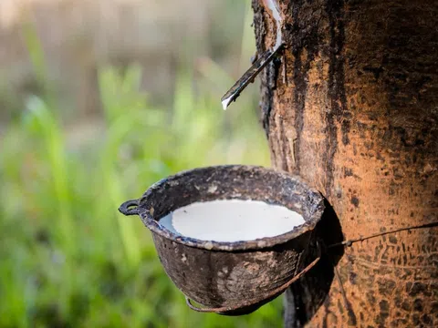 Giá cao su hôm nay 17/10/2025: Thị trường khởi sắc