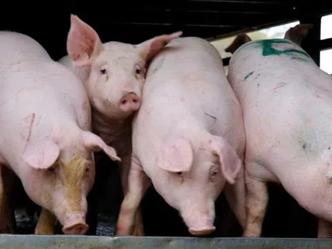 Giá heo hơi hôm nay 17/10/2025: Ổn định, giao dịch trầm lắng trên cả nước