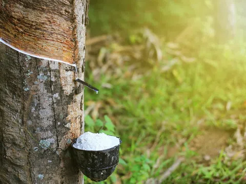 Giá cao su hôm nay 18/10/2025: Giá cao su tại thị trường châu Á tăng giảm trái chiều