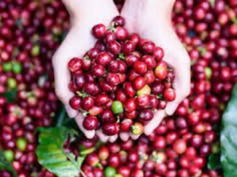 Giá cà phê hôm nay 19/10/2025: Đồng loạt giảm nhẹ