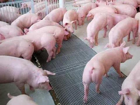 Giá heo hơi hôm nay 19/10/2025: Ổn định ở cả 3 miền