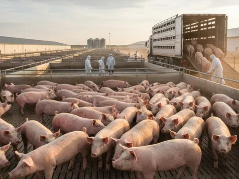 Giá heo hơi hôm nay 22/10/2025: Miền Bắc ổn định, miền Nam tăng nhẹ