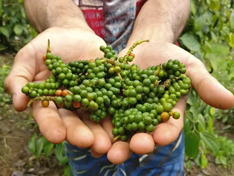 Giá tiêu hôm nay 22/10/2025: Duy trì ổn định