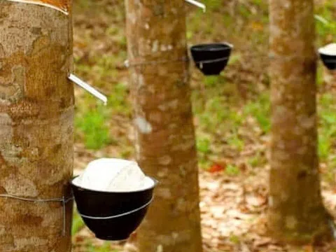 Giá cao su hôm nay 23/10/2025: Giảm do lo ngại căng thẳng thương mại Trung Quốc – Hà Lan