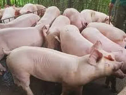 Giá heo hơi hôm nay 23/10/2025: Giá heo hơi tại miền Nam và miền Trung - Tây Nguyên tăng